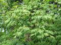 Japanese Maple